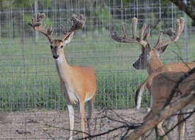 Stocker bucks in Republic of Texas Whitetails