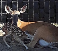 Republic of Texas Whitetails