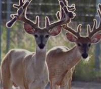 Republic of Texas Whitetails