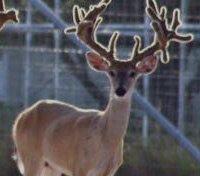 Republic of Texas Whitetails