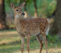 Republic of Texas Whitetails