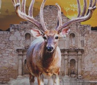 Republic of Texas Whitetails