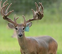 Republic of Texas Whitetails