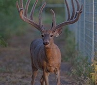 Republic of Texas Whitetails