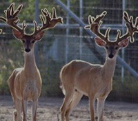 Republic of Texas Whitetails