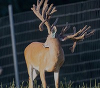 Republic of Texas Whitetails