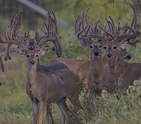 Republic of Texas Whitetails