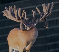 Republic of Texas Whitetails