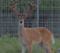 Republic of Texas Whitetails