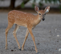 Fawn