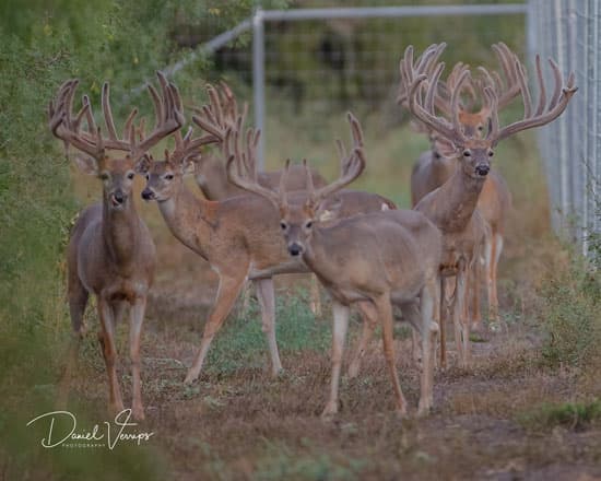 Doe in Republic of Texas Whitetails