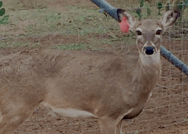Doe in Republic of Texas Whitetails