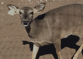 Doe in Republic of Texas Whitetails