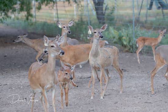 Doe in Republic of Texas Whitetails