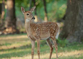 Fawns in Republic of Texas Whitetails