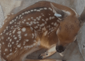 Fawns in Republic of Texas Whitetails