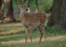 Fawns in Republic of Texas Whitetails