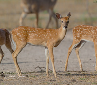 Fawns