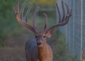High-end breeder in Republic of Texas Whitetails