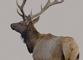 High-end breeder in Republic of Texas Whitetails