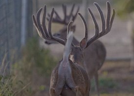 High-end breeder in Republic of Texas Whitetails