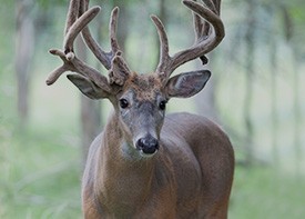 Stocker bucks in Republic of Texas Whitetails