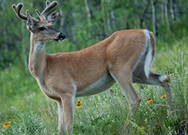 Stocker bucks in Republic of Texas Whitetails