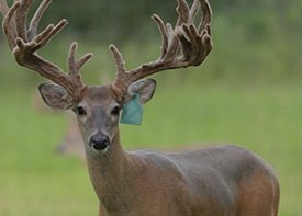 Stocker bucks in Republic of Texas Whitetails
