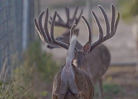 Stocker bucks in Republic of Texas Whitetails