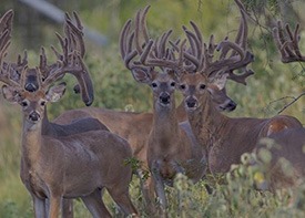 Stocker bucks in Republic of Texas Whitetails